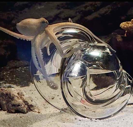 Tuomas A. Laitinen Still Haemocyanin